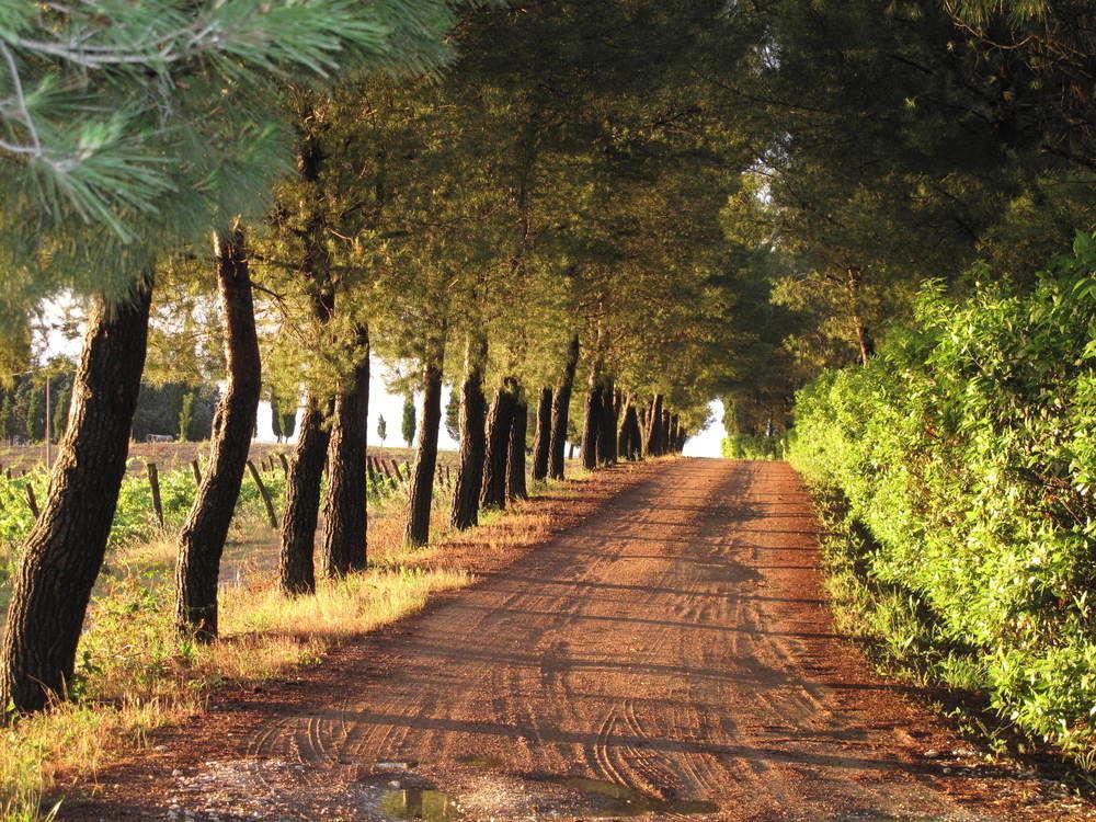 Agriturismo Colleverde Selvatelle Екстер'єр фото